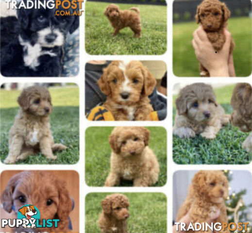STUNNING AND EXPERIENCED RARE LIVER POINTED PURE BRED TOY POODLE STUD AVAILABLE FOR HIRE $750.00