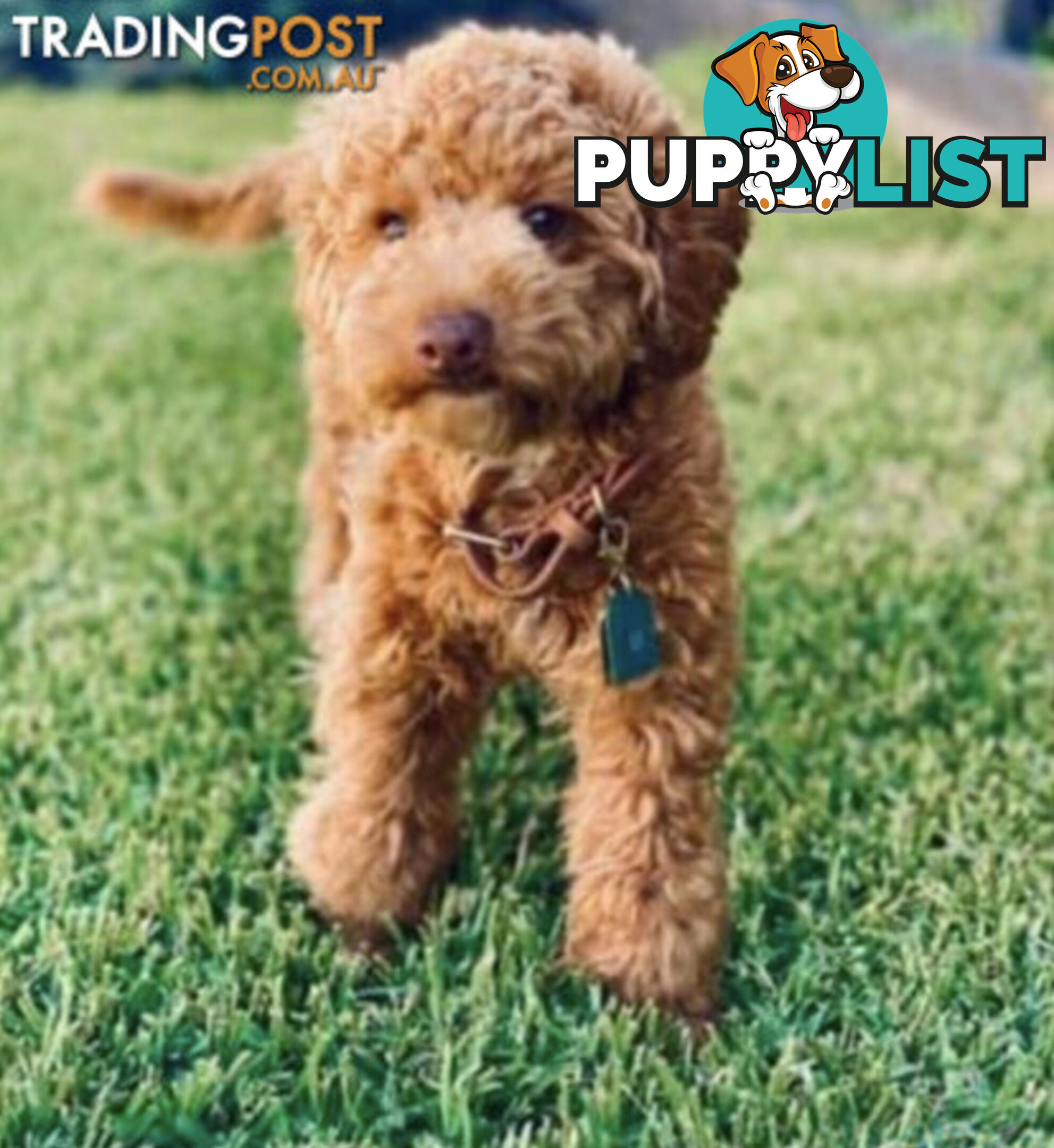 STUNNING AND EXPERIENCED RARE LIVER POINTED PURE BRED TOY POODLE STUD AVAILABLE FOR HIRE $750.00