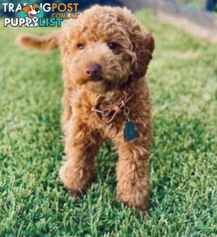 STUNNING AND EXPERIENCED RARE LIVER POINTED PURE BRED TOY POODLE STUD AVAILABLE FOR HIRE $750.00