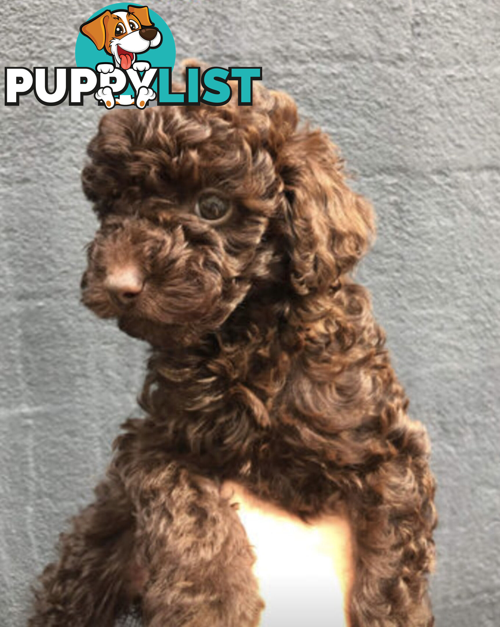 STUNNING AND EXPERIENCED RARE LIVER POINTED PURE BRED TOY POODLE STUD AVAILABLE FOR HIRE $750.00