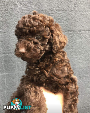 STUNNING AND EXPERIENCED RARE LIVER POINTED PURE BRED TOY POODLE STUD AVAILABLE FOR HIRE $750.00