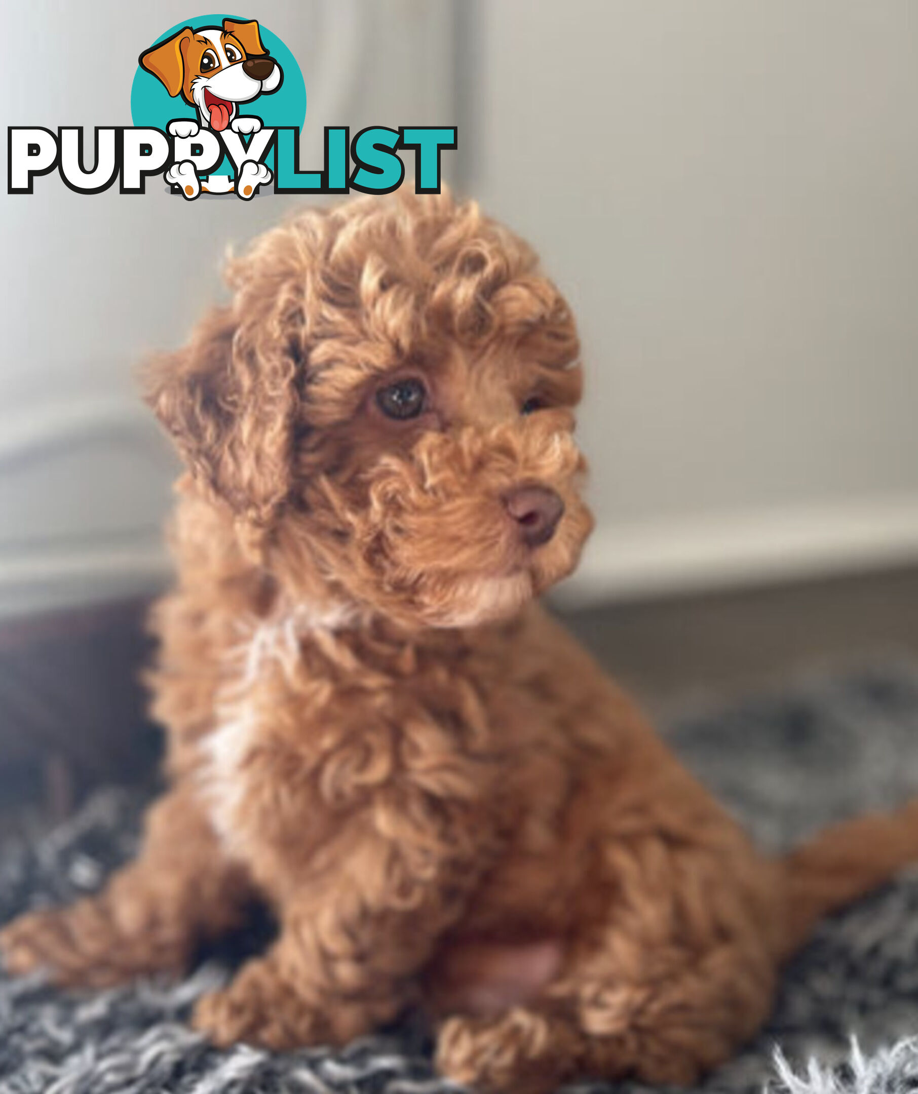 STUNNING AND EXPERIENCED RARE LIVER POINTED PURE BRED TOY POODLE STUD AVAILABLE FOR HIRE $750.00