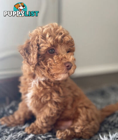 STUNNING AND EXPERIENCED RARE LIVER POINTED PURE BRED TOY POODLE STUD AVAILABLE FOR HIRE $750.00