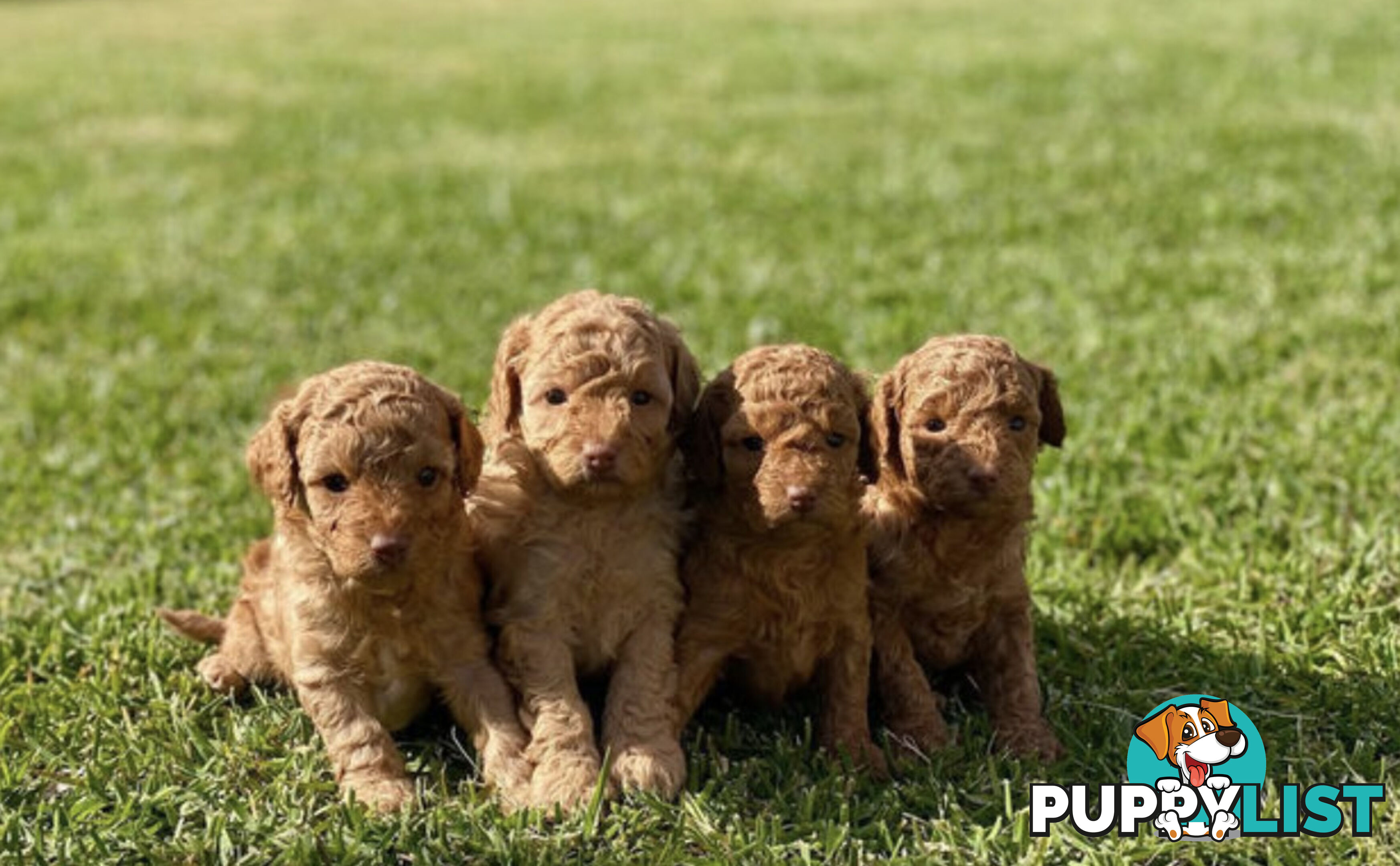 STUNNING AND EXPERIENCED RARE LIVER POINTED PURE BRED TOY POODLE STUD AVAILABLE FOR HIRE $750.00