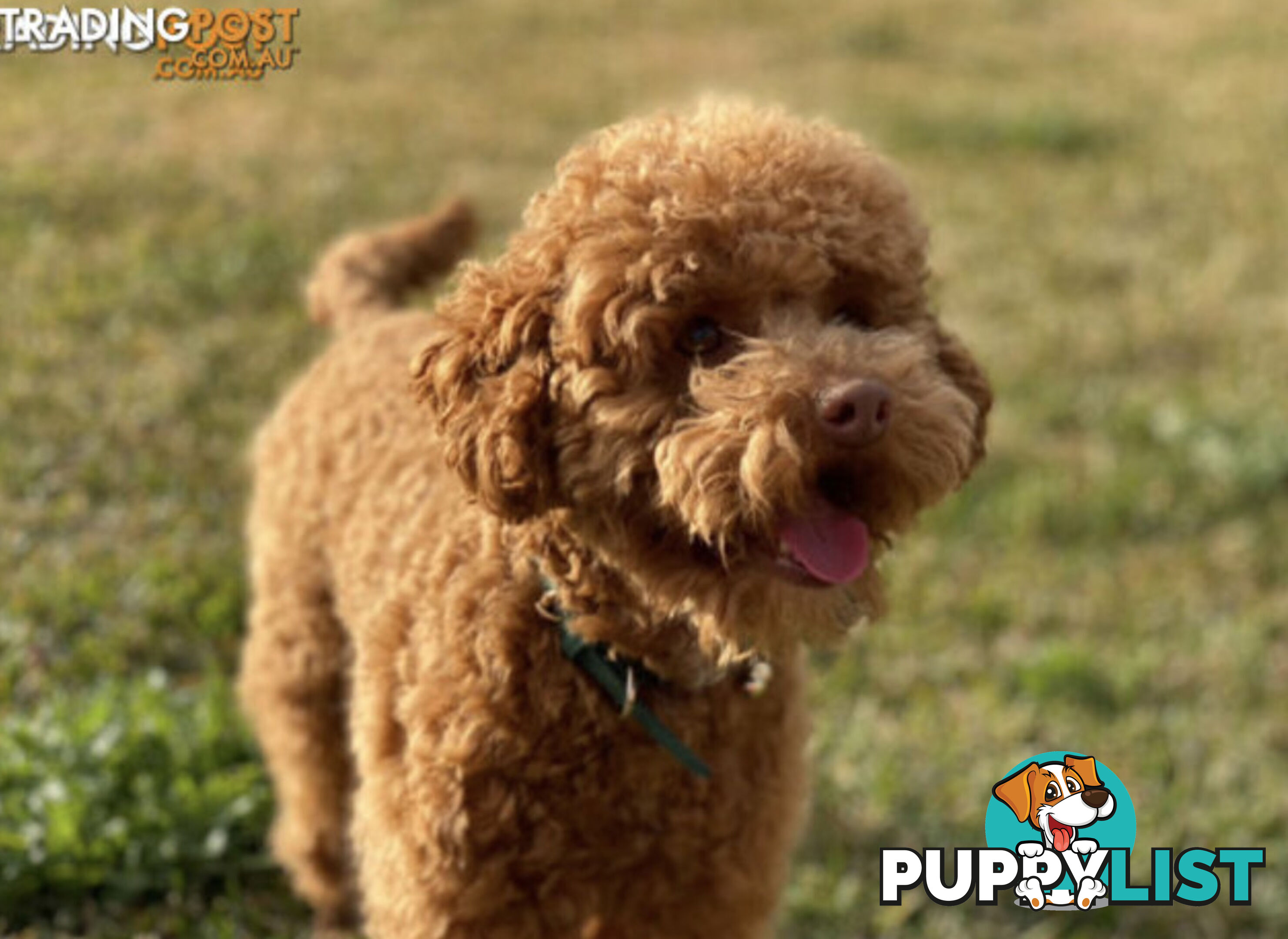 STUNNING AND EXPERIENCED RARE LIVER POINTED PURE BRED TOY POODLE STUD AVAILABLE FOR HIRE $750.00