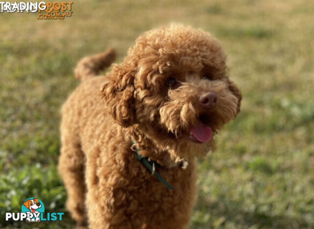 STUNNING AND EXPERIENCED RARE LIVER POINTED PURE BRED TOY POODLE STUD AVAILABLE FOR HIRE $750.00