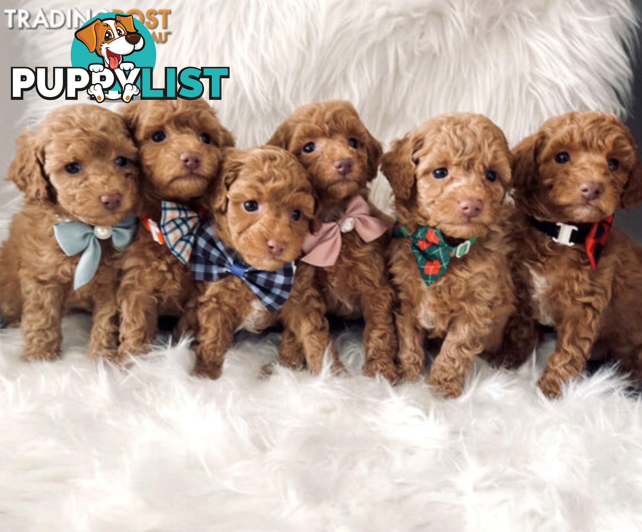 STUNNING AND EXPERIENCED RARE LIVER POINTED PURE BRED TOY POODLE STUD AVAILABLE FOR HIRE $750.00