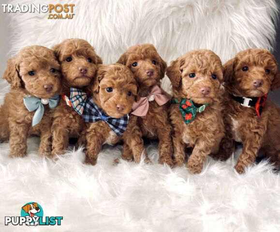 STUNNING AND EXPERIENCED RARE LIVER POINTED PURE BRED TOY POODLE STUD AVAILABLE FOR HIRE $750.00