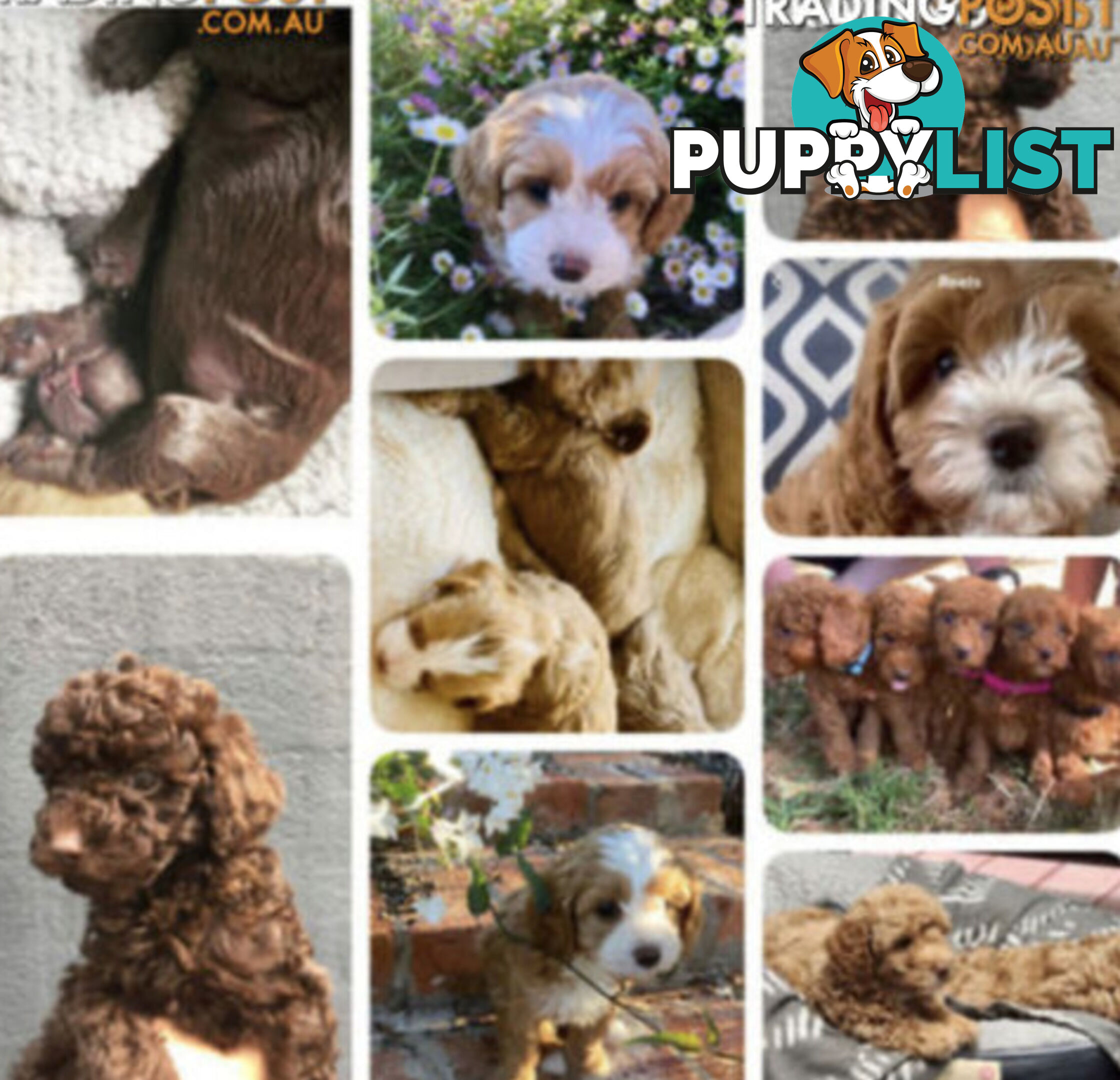 STUNNING AND EXPERIENCED RARE LIVER POINTED PURE BRED TOY POODLE STUD AVAILABLE FOR HIRE $750.00