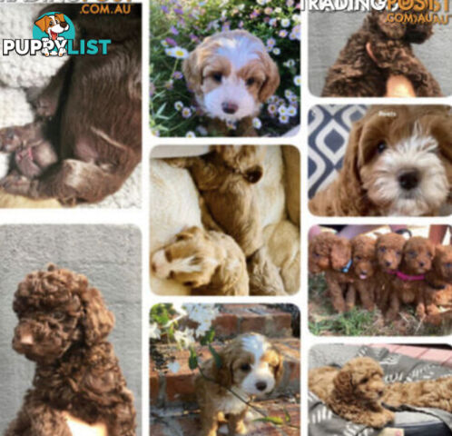 STUNNING AND EXPERIENCED RARE LIVER POINTED PURE BRED TOY POODLE STUD AVAILABLE FOR HIRE $750.00