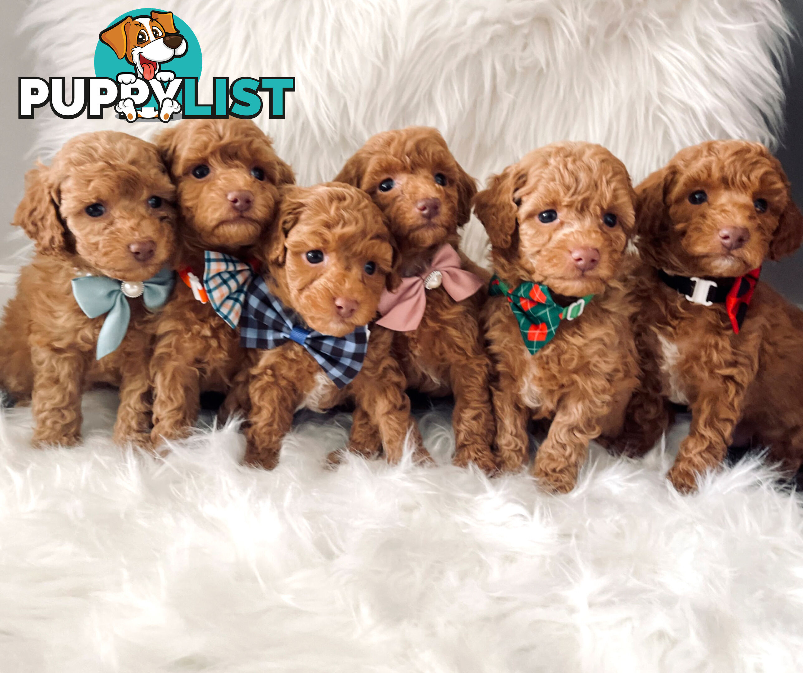 STUNNING AND EXPERIENCED RARE LIVER POINTED PURE BRED TOY POODLE STUD AVAILABLE FOR HIRE $750.00