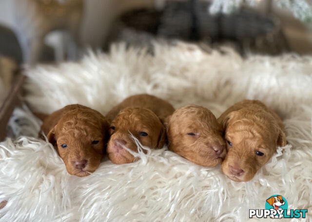 STUNNING AND EXPERIENCED RARE LIVER POINTED PURE BRED TOY POODLE STUD AVAILABLE FOR HIRE $750.00