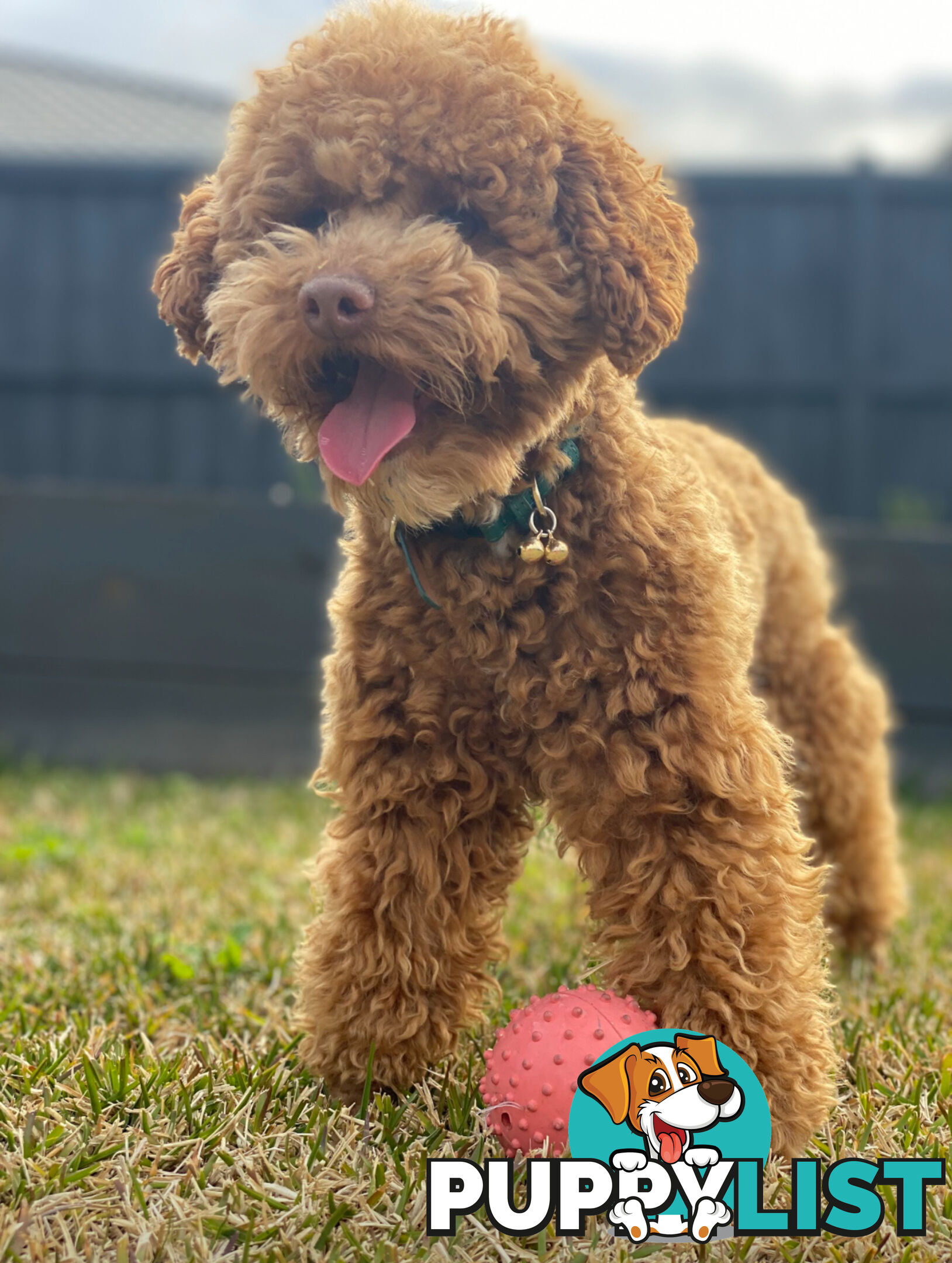 STUNNING AND EXPERIENCED RARE LIVER POINTED PURE BRED TOY POODLE STUD AVAILABLE FOR HIRE $750.00