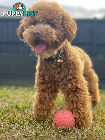 STUNNING AND EXPERIENCED RARE LIVER POINTED PURE BRED TOY POODLE STUD AVAILABLE FOR HIRE $750.00