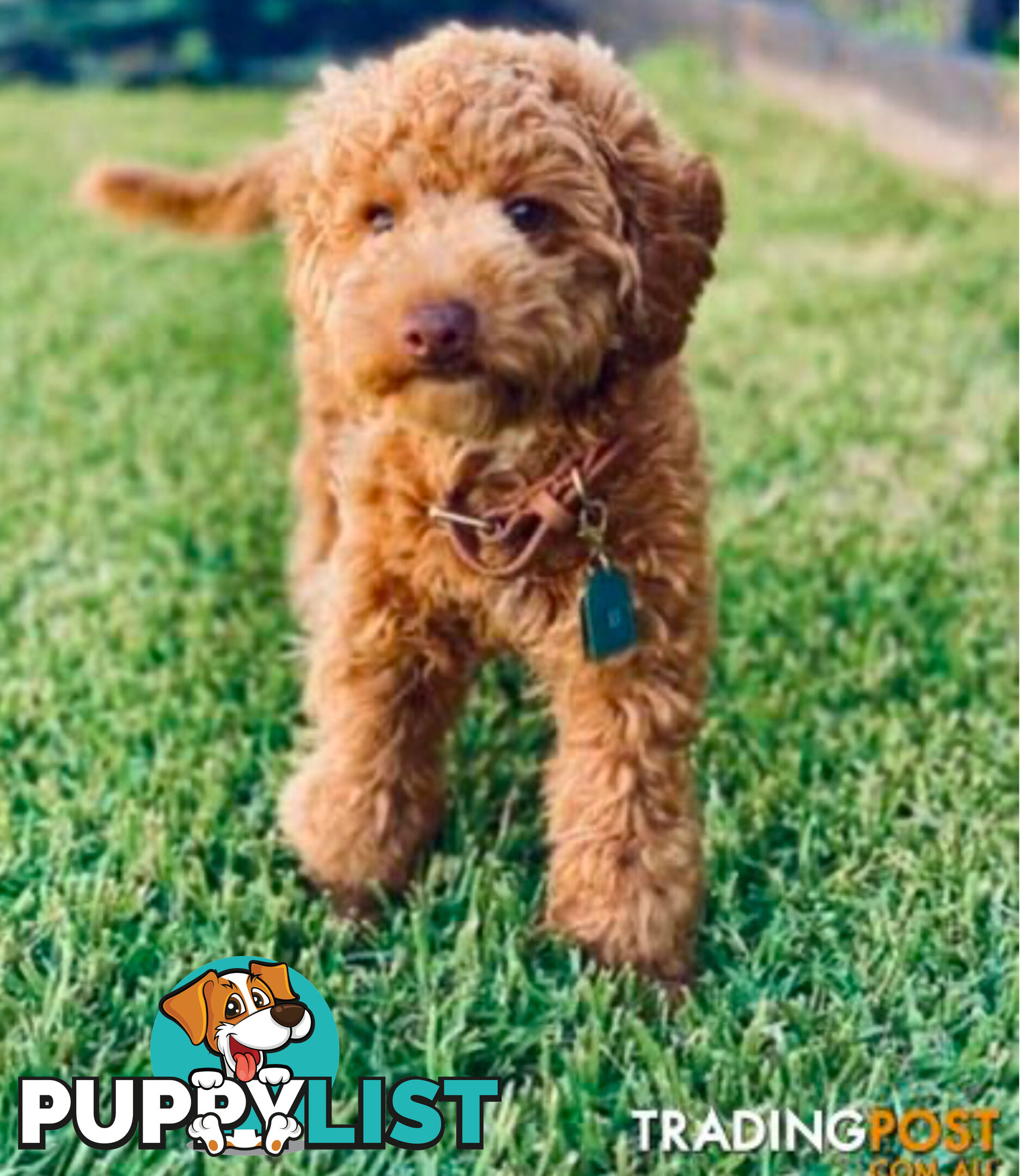 STUNNING AND EXPERIENCED RARE LIVER POINTED PURE BRED TOY POODLE STUD AVAILABLE FOR HIRE $750.00