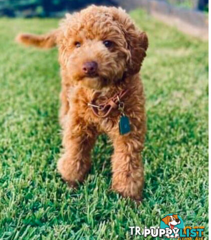 STUNNING AND EXPERIENCED RARE LIVER POINTED PURE BRED TOY POODLE STUD AVAILABLE FOR HIRE $750.00