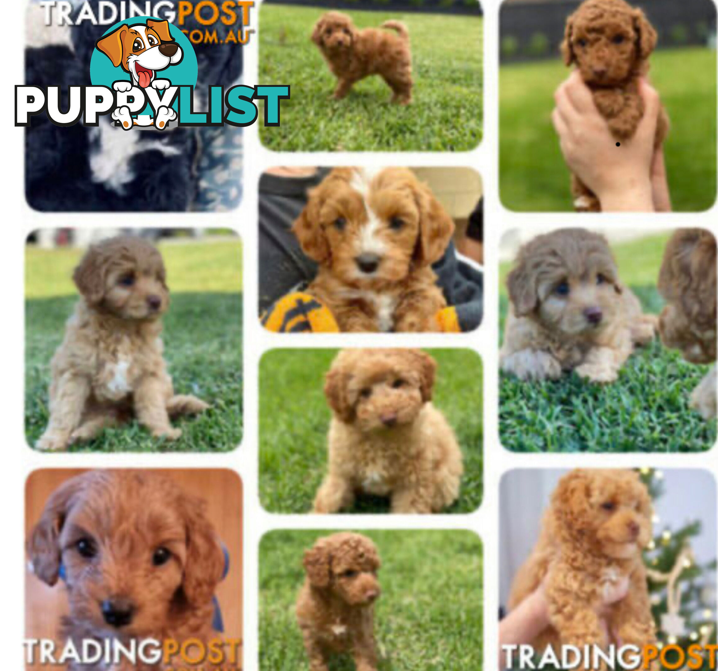 STUNNING AND EXPERIENCED RARE LIVER POINTED PURE BRED TOY POODLE STUD AVAILABLE FOR HIRE $750.00