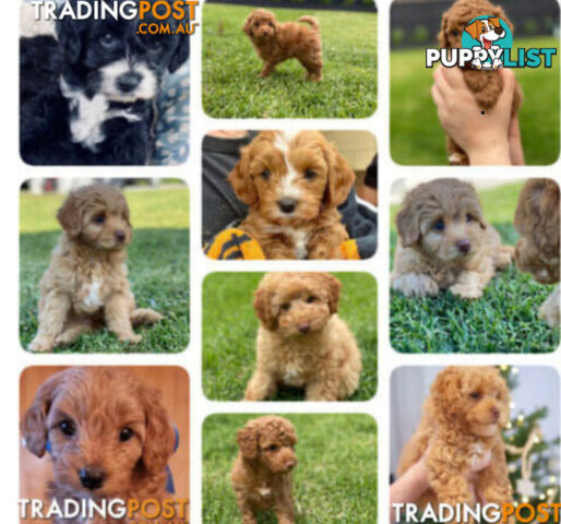 STUNNING AND EXPERIENCED RARE LIVER POINTED PURE BRED TOY POODLE STUD AVAILABLE FOR HIRE $750.00