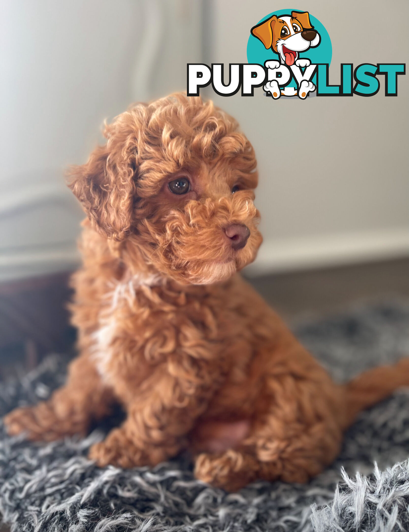 STUNNING AND EXPERIENCED RARE LIVER POINTED PURE BRED TOY POODLE STUD AVAILABLE FOR HIRE $750.00