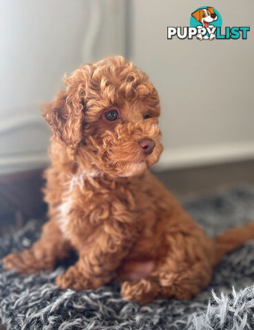 STUNNING AND EXPERIENCED RARE LIVER POINTED PURE BRED TOY POODLE STUD AVAILABLE FOR HIRE $750.00