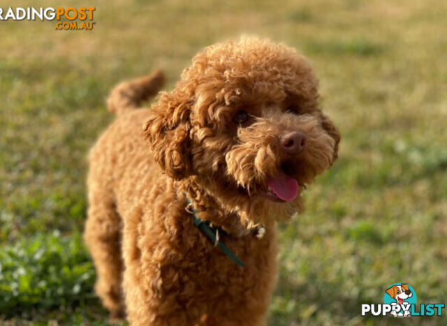 STUNNING AND EXPERIENCED RARE LIVER POINTED PURE BRED TOY POODLE STUD AVAILABLE FOR HIRE $750.00