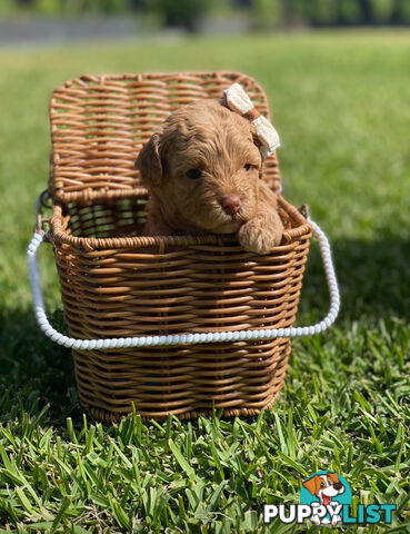 STUNNING AND EXPERIENCED RARE LIVER POINTED PURE BRED TOY POODLE STUD AVAILABLE FOR HIRE $750.00