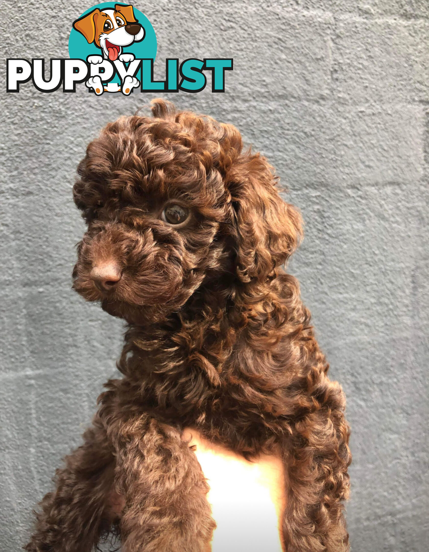 STUNNING AND EXPERIENCED RARE LIVER POINTED PURE BRED TOY POODLE STUD AVAILABLE FOR HIRE $750.00