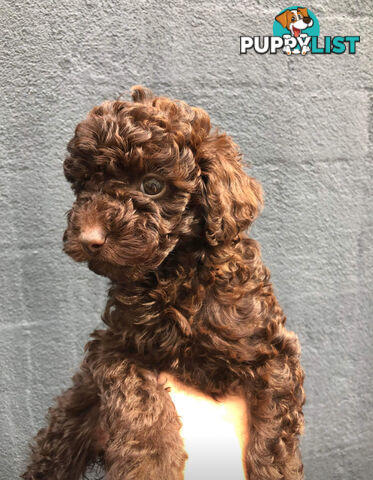 STUNNING AND EXPERIENCED RARE LIVER POINTED PURE BRED TOY POODLE STUD AVAILABLE FOR HIRE $750.00