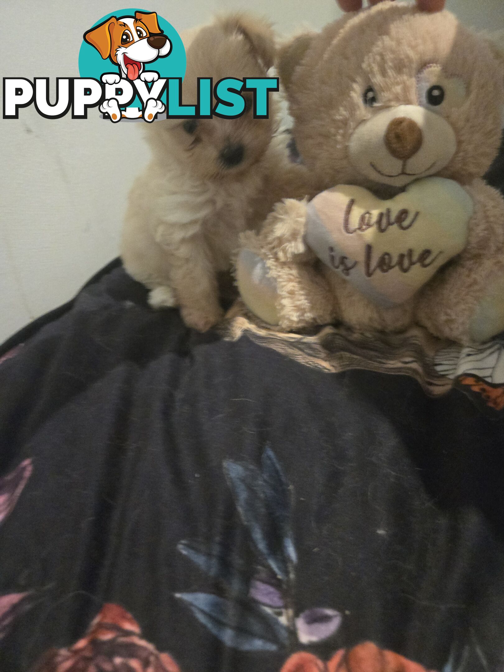 Pomeranian/Cavoodle Puppies small size