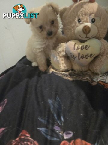 Pomeranian/Cavoodle Puppies small size