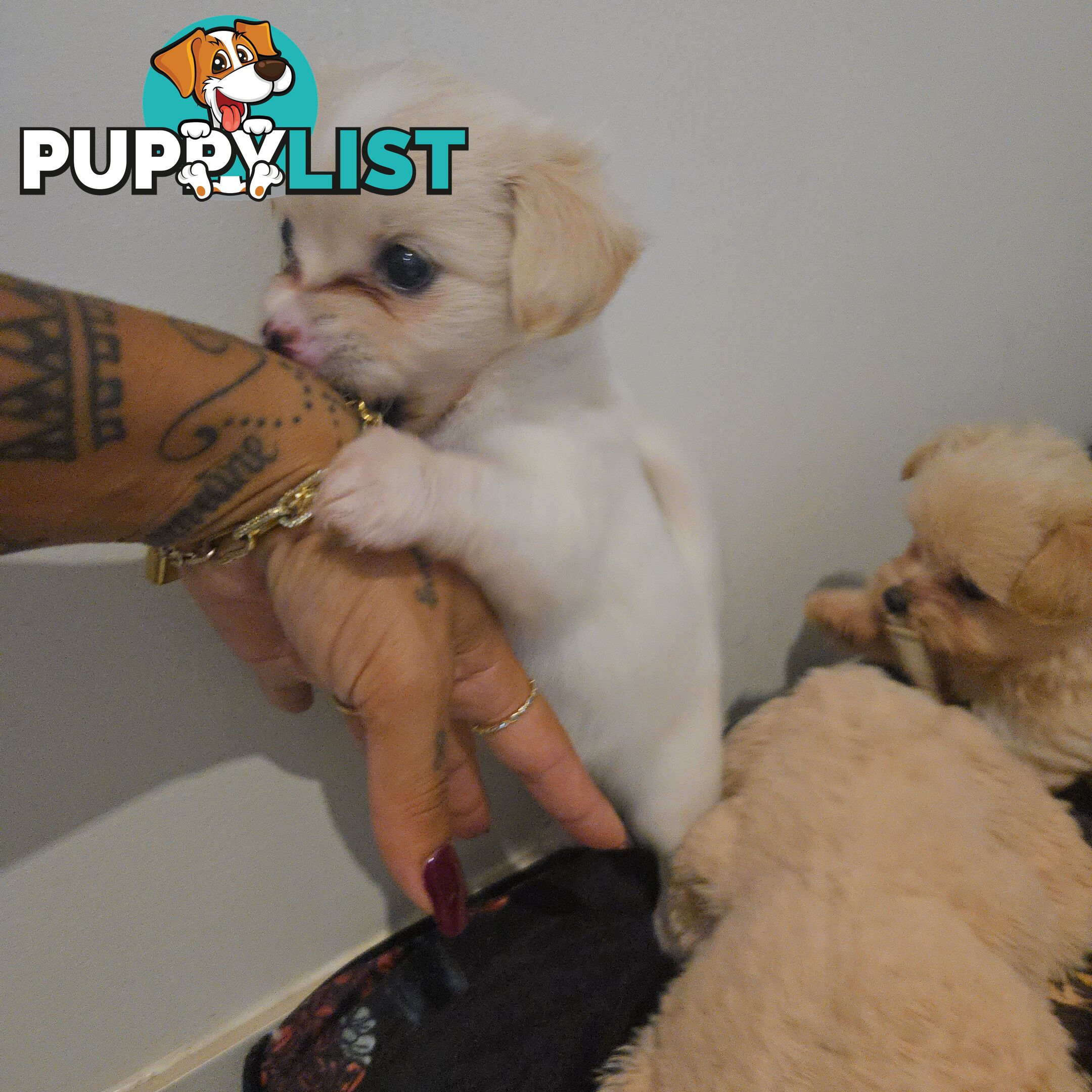 Pomeranian/Cavoodle Puppies small size