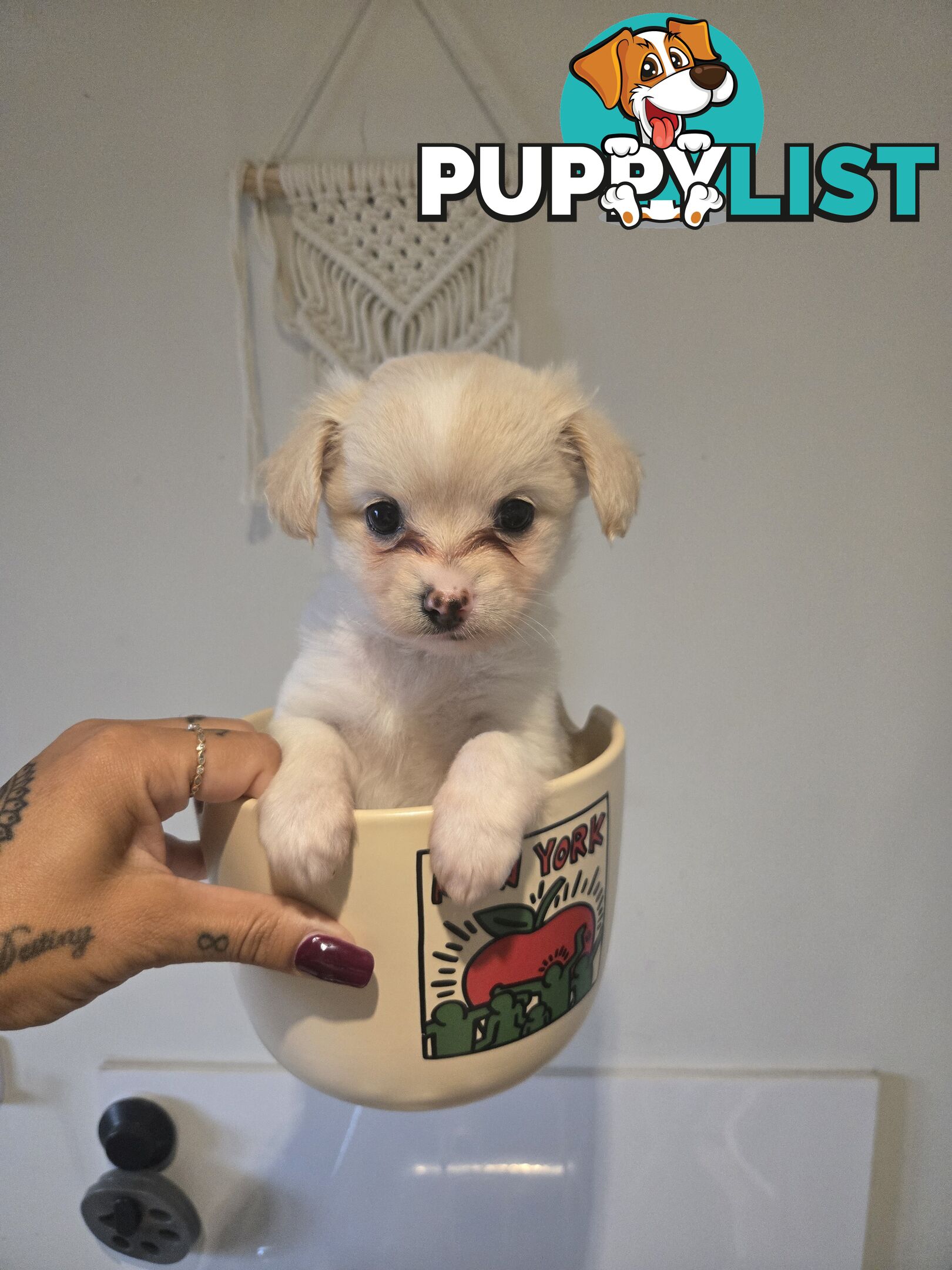 Pomeranian/Cavoodle Puppies small size