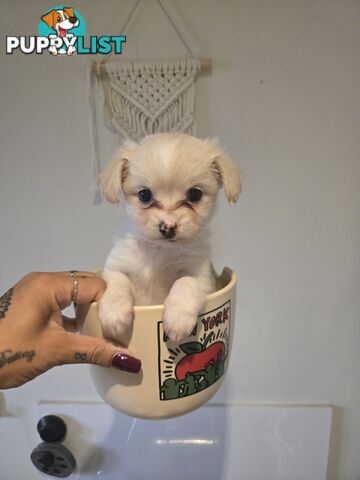 Pomeranian/Cavoodle Puppies small size