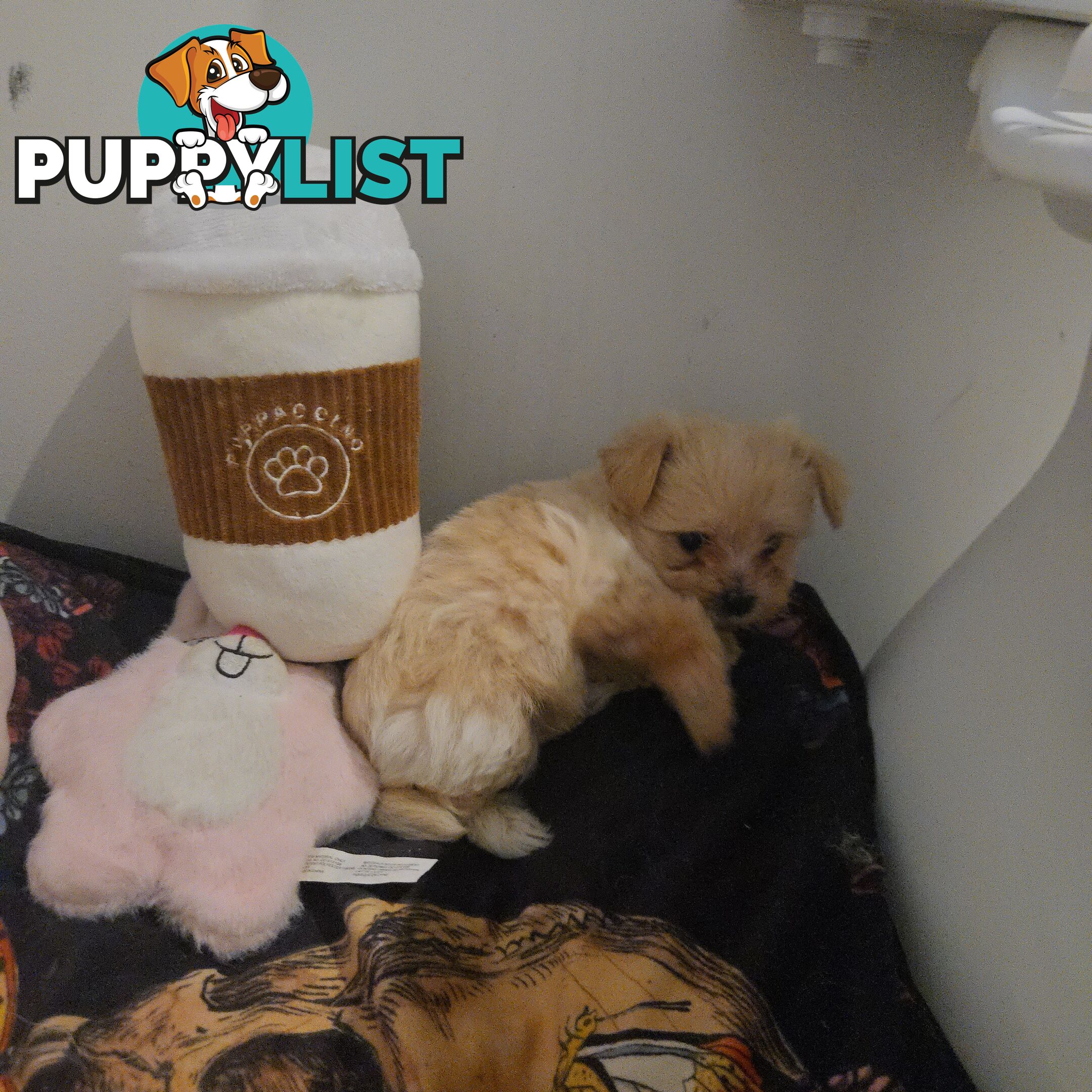 Pomeranian/Cavoodle Puppies small size