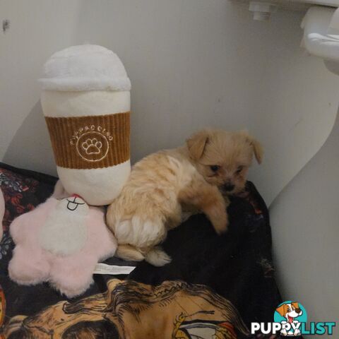 Pomeranian/Cavoodle Puppies small size