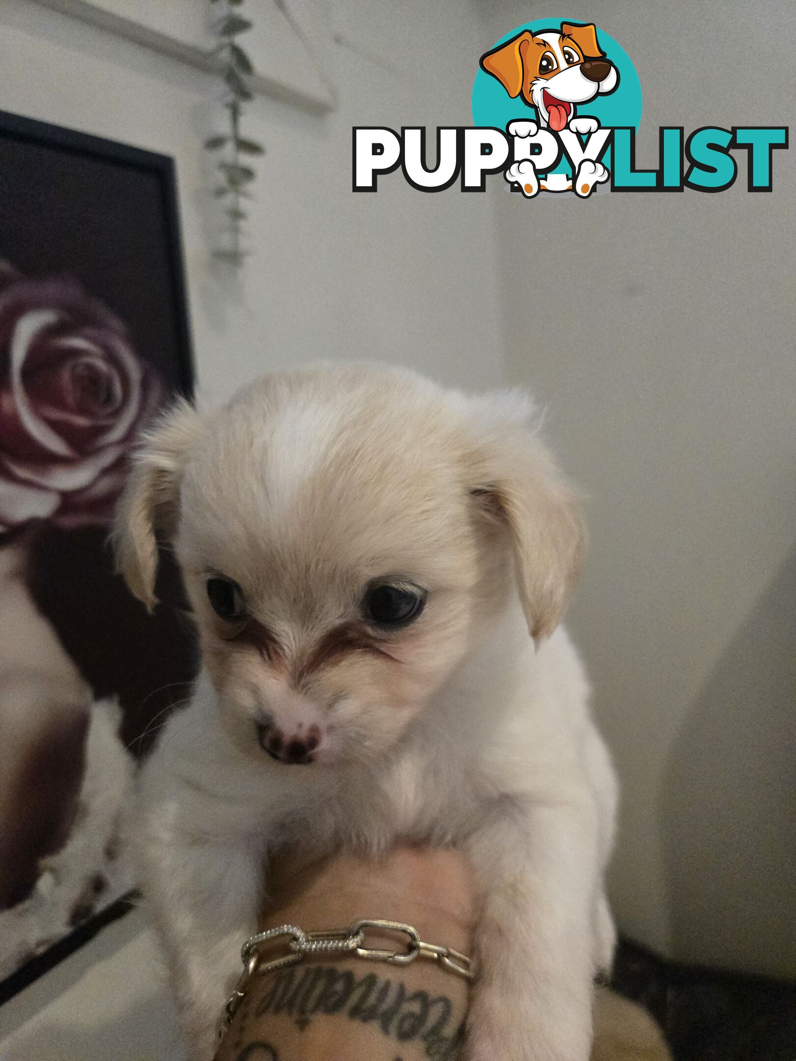 Pomeranian/Cavoodle Puppies small size