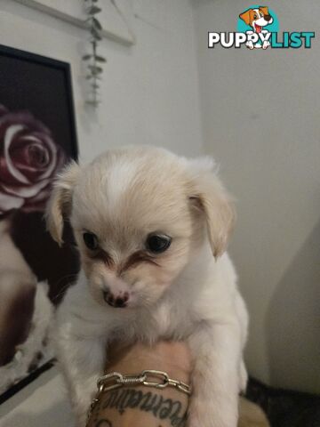 Pomeranian/Cavoodle Puppies small size