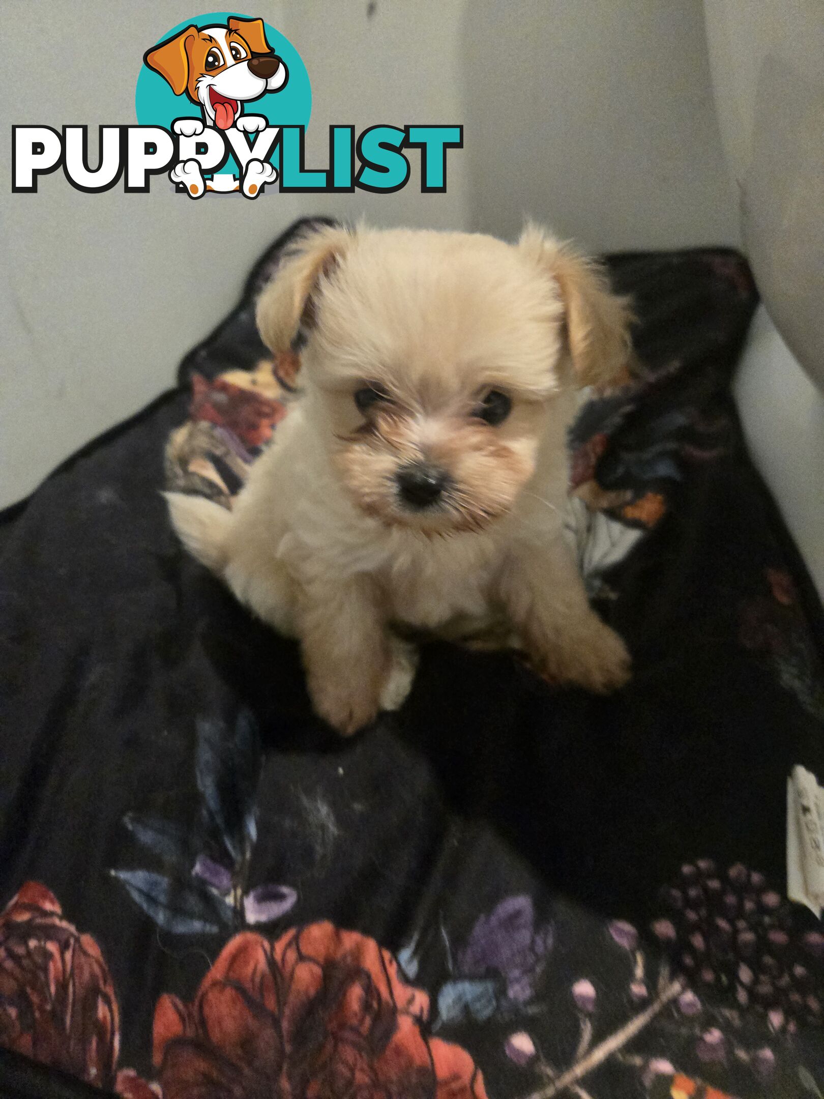 Pomeranian/Cavoodle Puppies small size