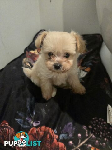 Pomeranian/Cavoodle Puppies small size