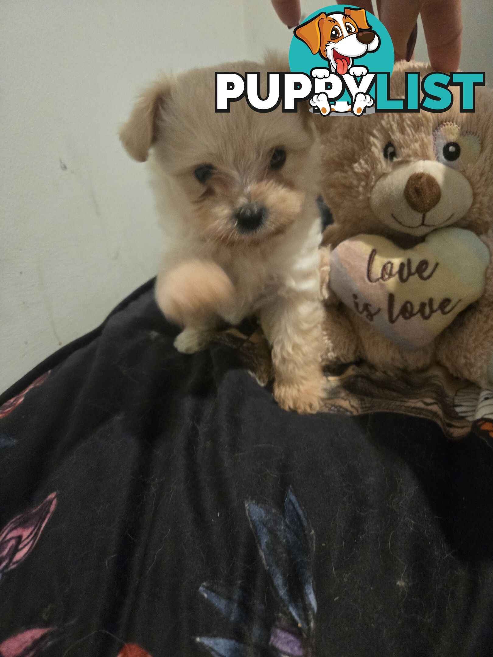 Pomeranian/Cavoodle Puppies small size