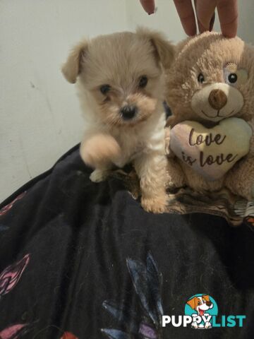 Pomeranian/Cavoodle Puppies small size