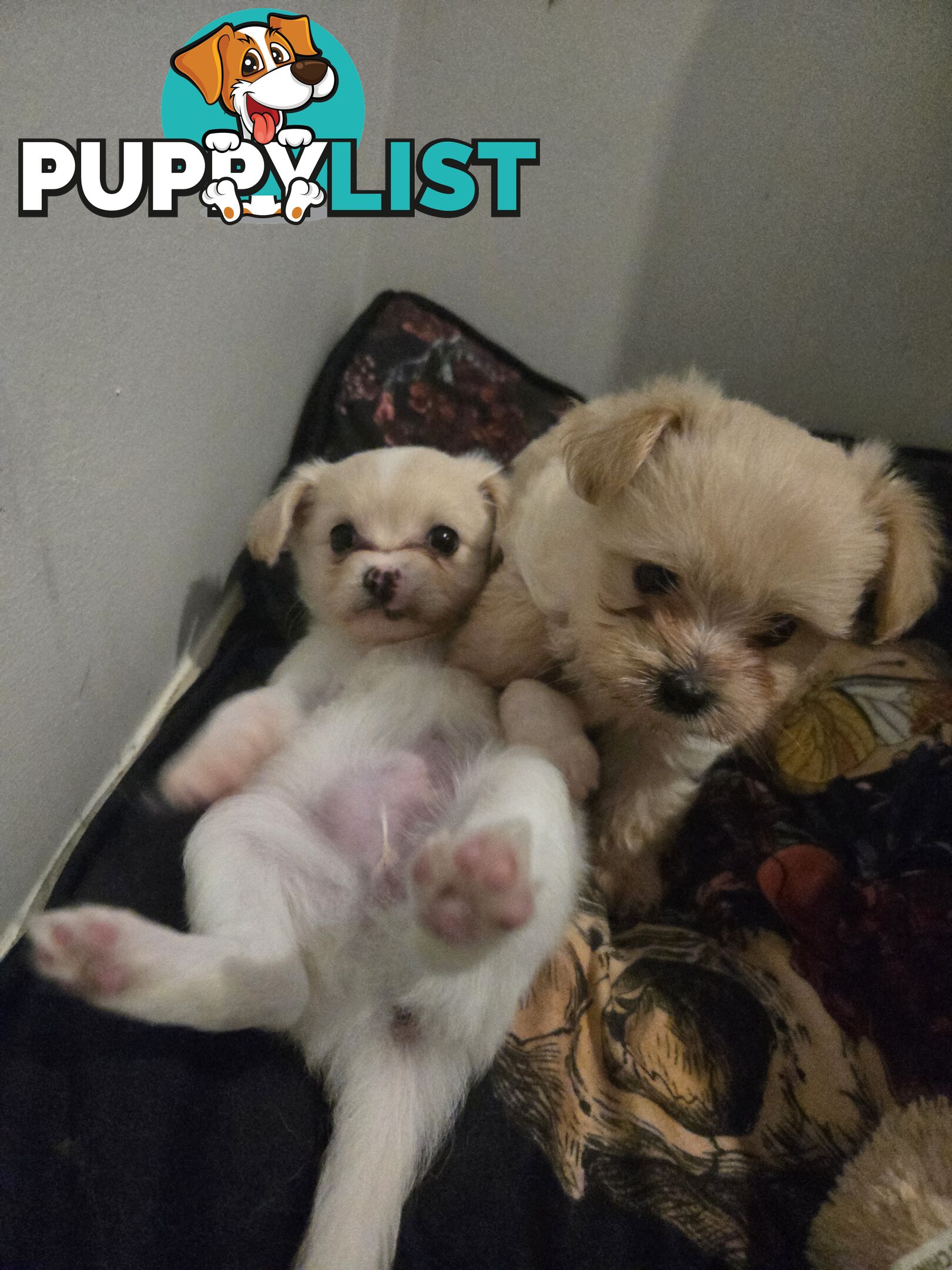 Pomeranian/Cavoodle Puppies small size