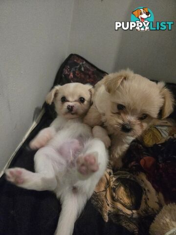 Pomeranian/Cavoodle Puppies small size