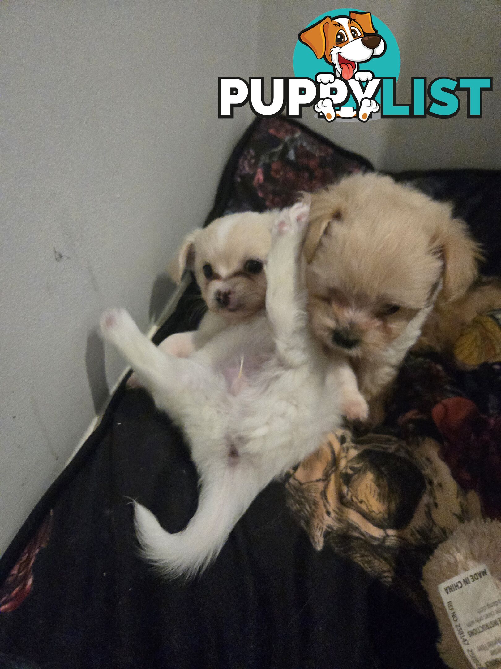 Pomeranian/Cavoodle Puppies small size