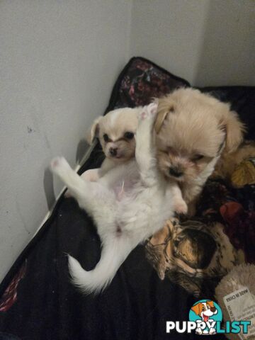 Pomeranian/Cavoodle Puppies small size