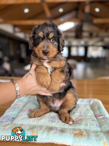 Bernedoodle puppies!! AVAILABLE NOW!!