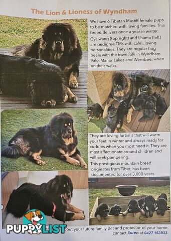 Tibetan Mastiff Female Pups