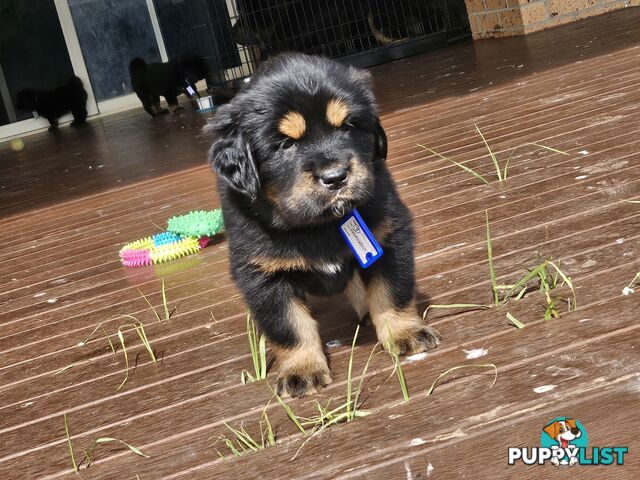 Tibetan Mastiff, 6 Pups - Pure Breed