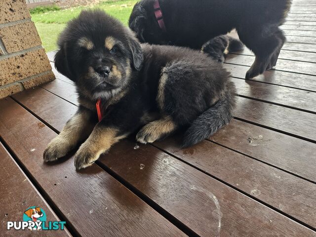 Tibetan Mastiff, 6 Pups - Pure Breed