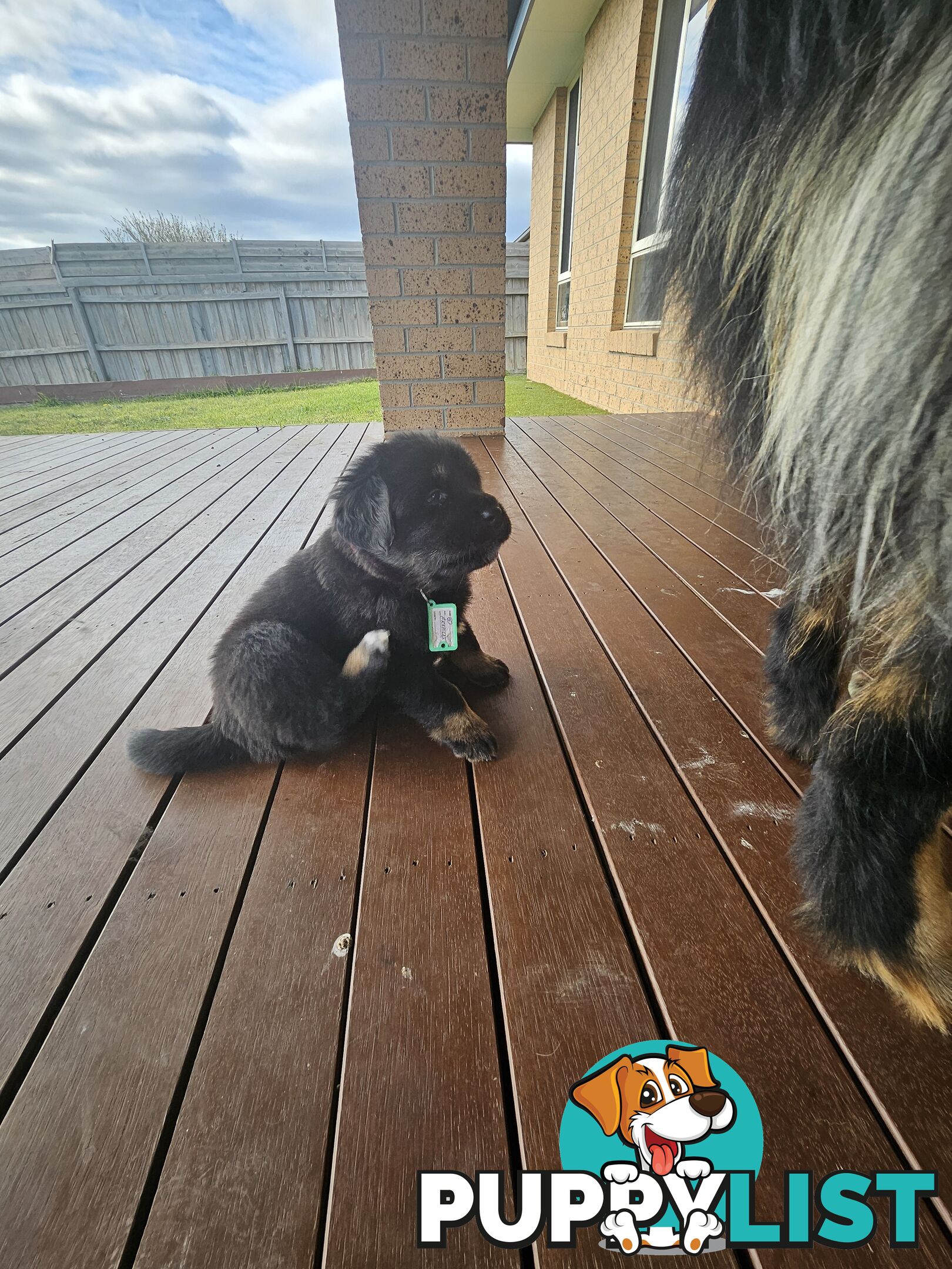 Tibetan Mastiff, 6 Pups - Pure Breed